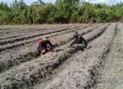 Rawat Kebun Buah, Satgas TMMD ke-124 Dukung Ketahanan Pangan di Barsel
