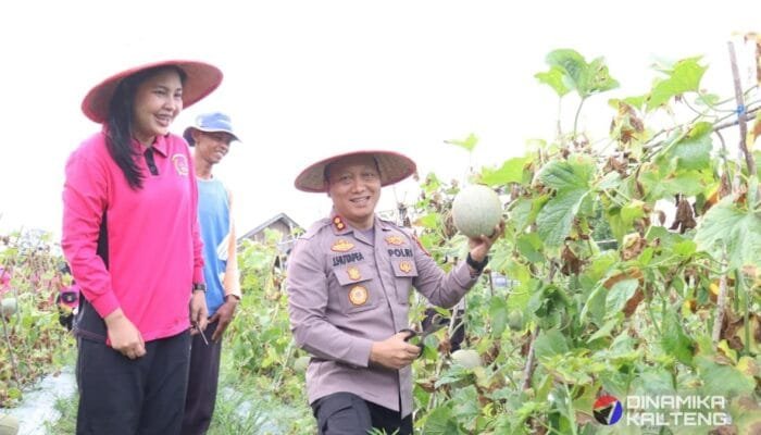 Panen Melon, Polres Barsel Perkuat Ketahanan Pangan Lewat Kemitraan Tani